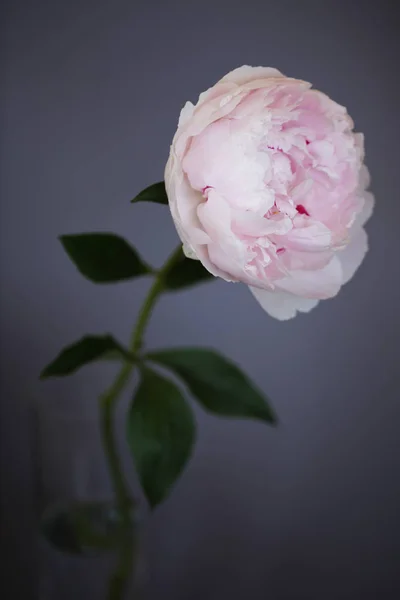 Peonia fiore rosa vicino bella foto macro — Foto Stock