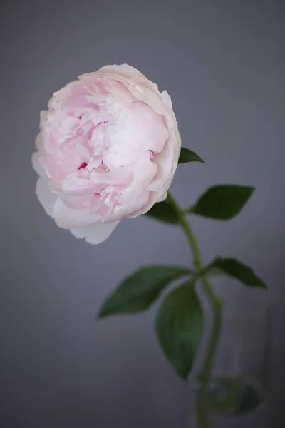 Peony rosa flor fechar-se bela foto macro — Fotografia de Stock