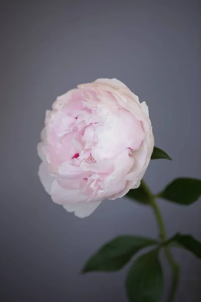 Peony rosa flor fechar-se bela foto macro — Fotografia de Stock