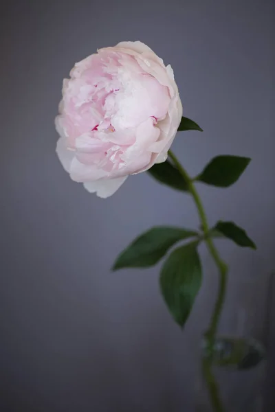 Peony rosa flor fechar-se bela foto macro — Fotografia de Stock