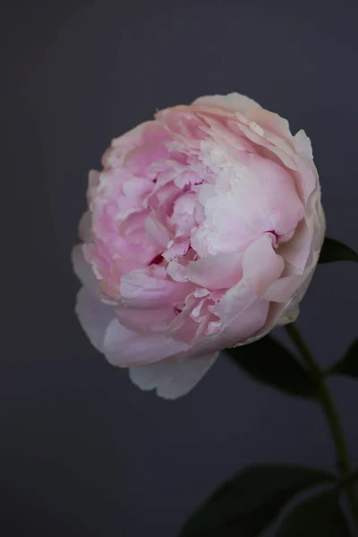 Peony rosa flor fechar-se bela foto macro — Fotografia de Stock