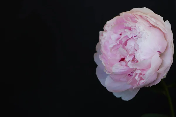 Peony rosa flor fechar-se bela foto macro — Fotografia de Stock