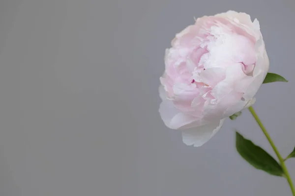 Piwonia, różowy kwiat bliska makro piękne zdjęcie — Zdjęcie stockowe