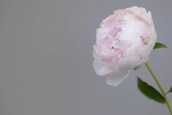 Peony rosa flor fechar-se bela foto macro — Fotografia de Stock