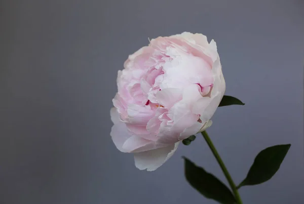 Piwonia, różowy kwiat bliska makro piękne zdjęcie — Zdjęcie stockowe