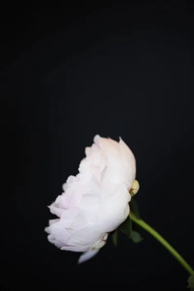 Peony rosa flor fechar-se bela foto macro — Fotografia de Stock