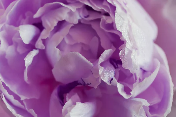 牡丹粉红色的花关闭美丽的宏观照片 — 图库照片