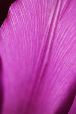 Lale çiçek kadar güzel makro fotoğrafçılık kapatın