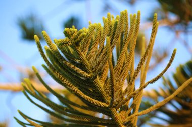 İğne yapraklı bitki makro fotoğraf mavi gökyüzü arka plan üzerinde kapat