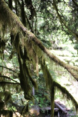 Norh Amerika'da Rainier Dağı Milli Parkı