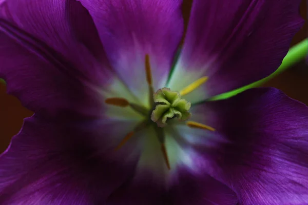 Tulipán virág gyönyörű makró közelről — Stock Fotó