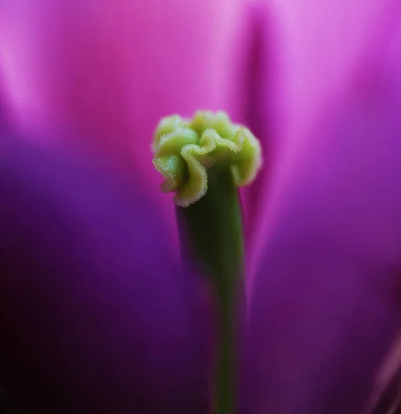 Fleur de tulipe gros plan belle macro photographie — Photo
