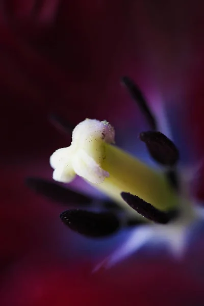 Цветок тюльпана крупным планом красивые макрофотографии — стоковое фото