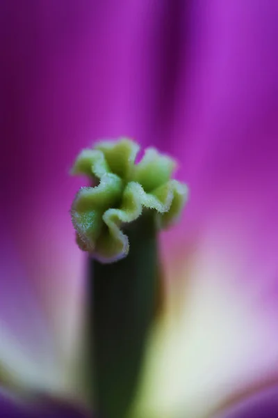 Tulipano fiore vicino bella macro fotografia — Foto Stock