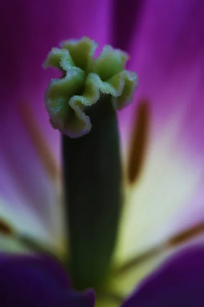 Fleur de tulipe gros plan belle macro photographie — Photo