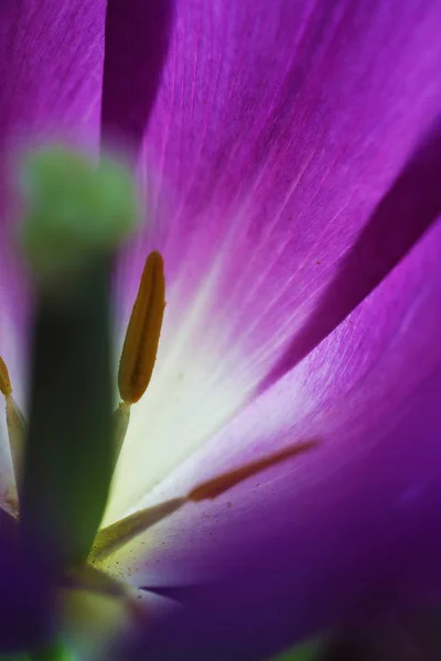 Цветок тюльпана крупным планом красивые макрофотографии — стоковое фото