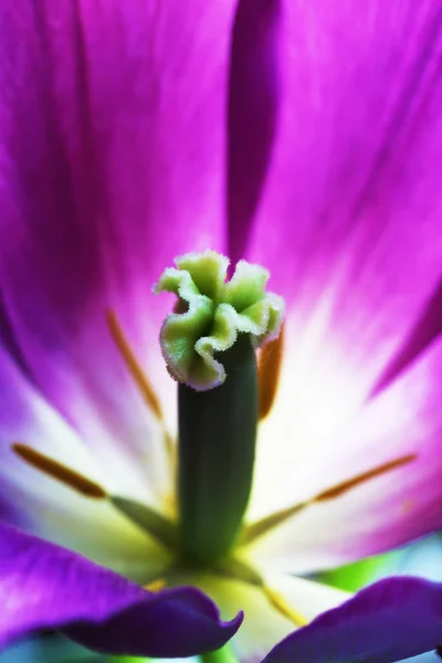 Tulipán virág gyönyörű makró közelről — Stock Fotó