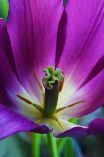Tulipán květ zblízka krásné makro fotografie — Stock fotografie