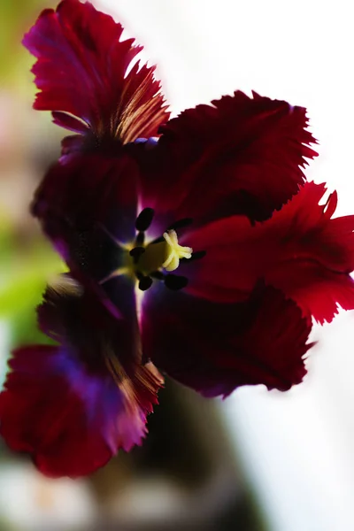 Tulipano fiore vicino bella macro fotografia — Foto Stock