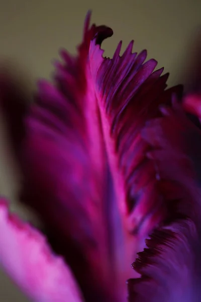 Tulipán květ zblízka krásné makro fotografie — Stock fotografie
