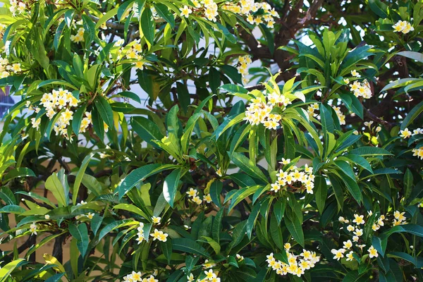 Plumeria exótico árbol con flores de cerca —  Fotos de Stock