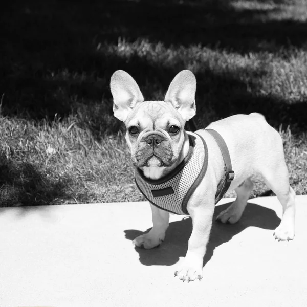 Divertente bello piccolo cane razza bulldog nel parco — Foto Stock