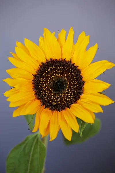 Schöne Sonnenblume Nahaufnahme Makro-Foto auf schwarzem Hintergrund lizenzfreie Stockbilder