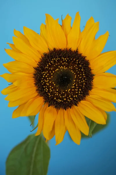 Schöne Sonnenblume Nahaufnahme Makro-Foto auf schwarzem Hintergrund lizenzfreie Stockfotos