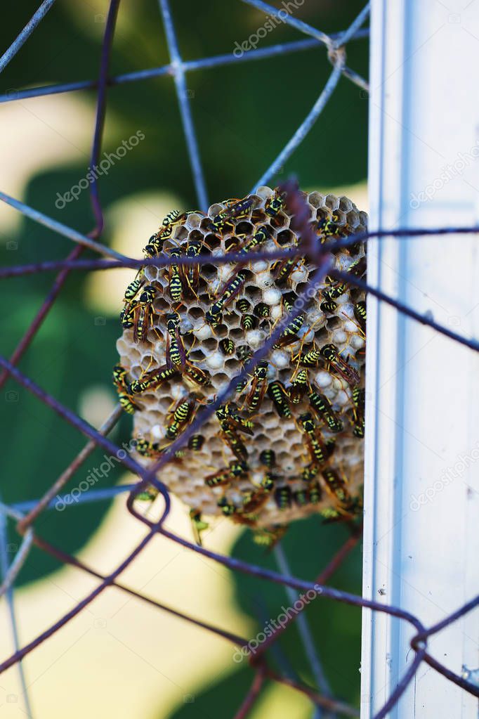 Wild wasps make a hive on a metal fence