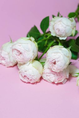 Güzel pembe Gül makro çiçek fotoğrafı kapatın