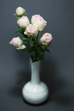 Güzel pembe Gül makro çiçek fotoğrafı kapatın