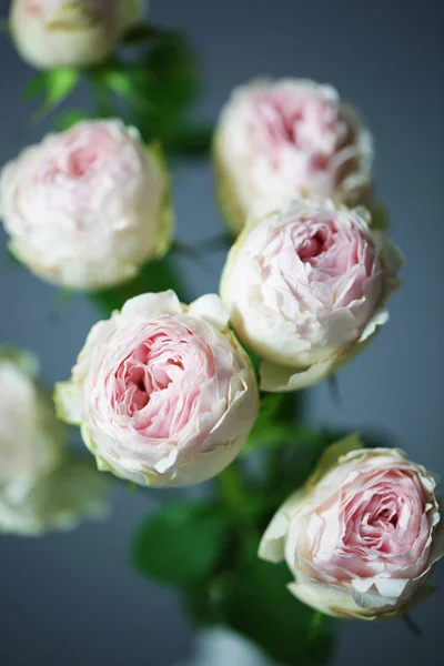 Belle rose rosa vicino macro fiori foto — Foto Stock