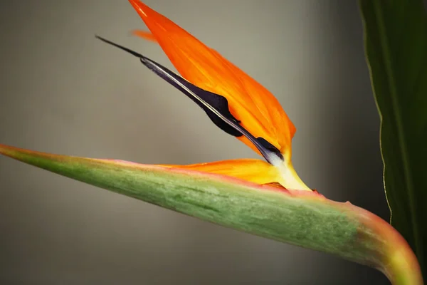 Strelitzia ou Pássaro do paraíso flor close-up — Fotografia de Stock