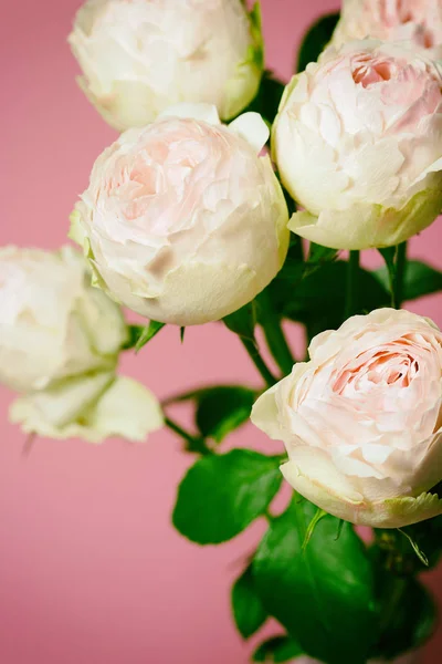 Όμορφη ροζ τριαντάφυλλα κοντινό μακρο φωτογραφία λουλούδια — Φωτογραφία Αρχείου
