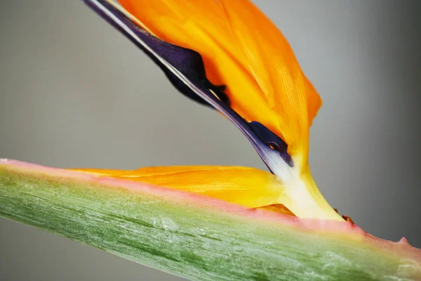STERLİÇYA veya cennet kuşu çiçeği portre — Stok fotoğraf