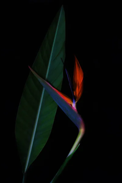 Strelitzia ou Pássaro do paraíso flor close-up Imagens De Bancos De Imagens Sem Royalties