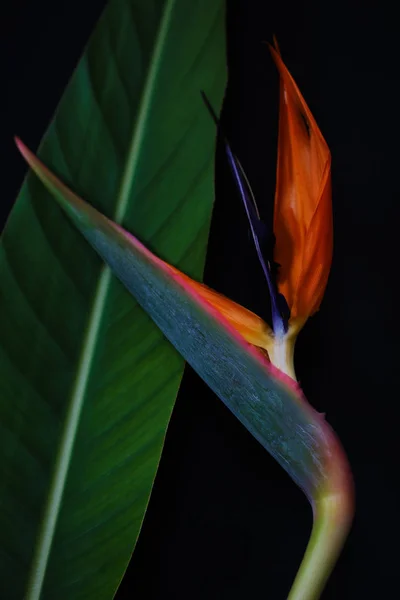 Strelitzia ou Pássaro do paraíso flor close-up Fotos De Bancos De Imagens Sem Royalties