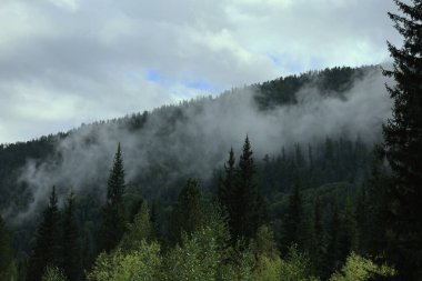 Huzurlu bir dağ manzarası bulutlu bir gökyüzü altında sonsuz yeşil ağaçların üzerinde yuvarlanan sisi, doğanın sükunetini yakalıyor..