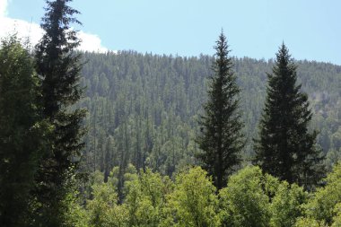 Yoğun bir dağ yamacındaki yoğun çam ağaçlarının sakin manzarası aydınlık gün ışığında güzellikleri gözler önüne seriyor..
