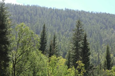 Parlak gökyüzüne karşı uzun kozalaklı ağaçlarla dolu sık yeşil ormanın çarpıcı manzarası doğanın güzelliğini gözler önüne seriyor..