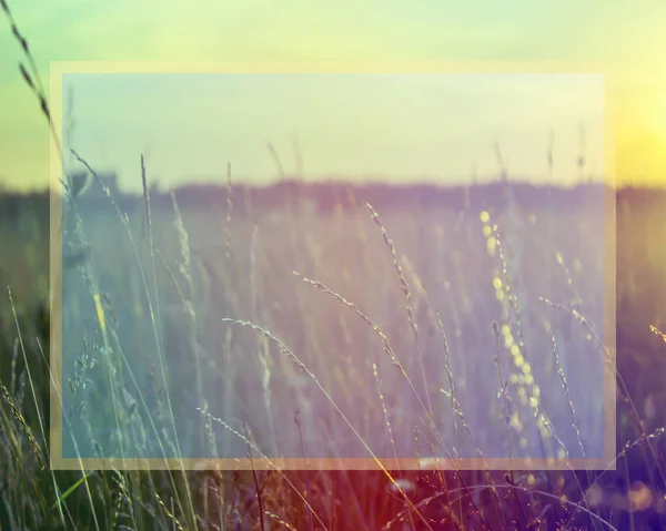 Grass when sunset with retro vintage filter with place for text