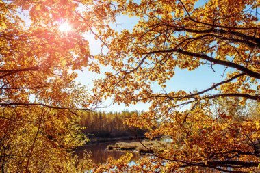 Sonbahar zaman furring bir meşe ağacı güzel sarı yapraklarda