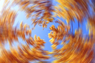 Sarı ağaç taç mavi gökyüzü arka plan üzerinde. hareketli odak etkisi