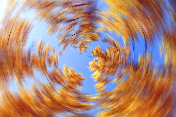 Corona amarilla del árbol sobre un fondo azul del cielo. efecto de enfoque móvil —  Fotos de Stock