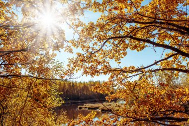 Güneşli bir günde güzel sonbahar manzara ile renkli sonbahar yaprak