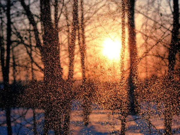 Frost sparkles in the light of the winter sun. Christmas background.