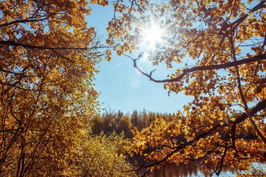 Güzel sonbahar manzara. Güneşli gün.
