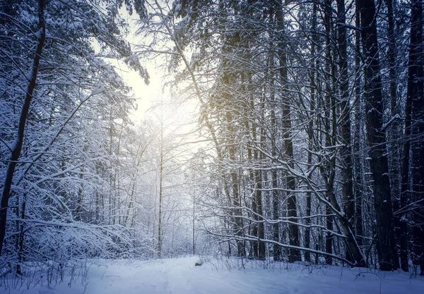 Mysterious winter forest in dark forest.