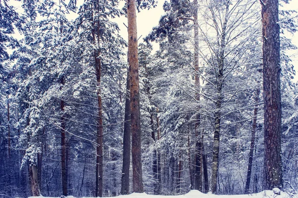 Таинственный Зимний Лес Темном Лесу — стоковое фото