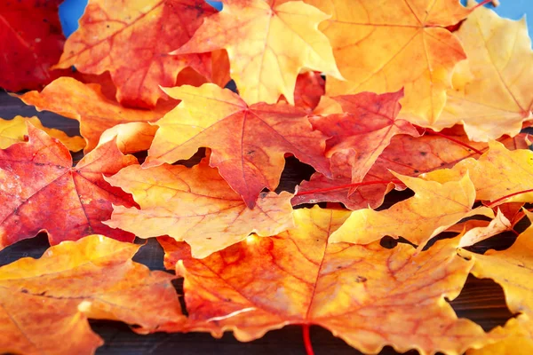 Autumn Leaves Closeup Autumn Season Concept — Stock Photo, Image